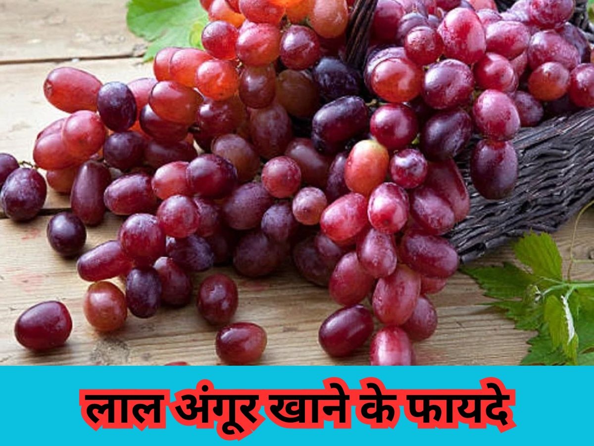 Red Grapes Benefits: लाल अंगूर सेहत को पहुंचाते हैं अनगिनत फायदे, कोलेस्ट्रॉल लेवल होता है कम 