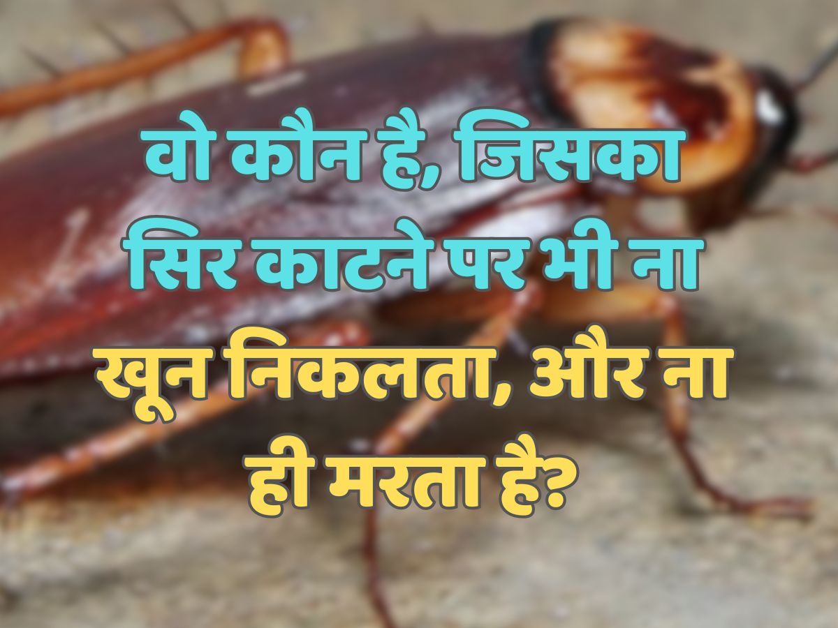 Trending Quiz : वो कौन है, जिसका सिर काटने पर भी ना खून निकलता, और ना ही मरता है? Trending Quiz : वो कौन है, जिसका सिर काटने पर भी ना खून निकलता, और ना ही मरता है?