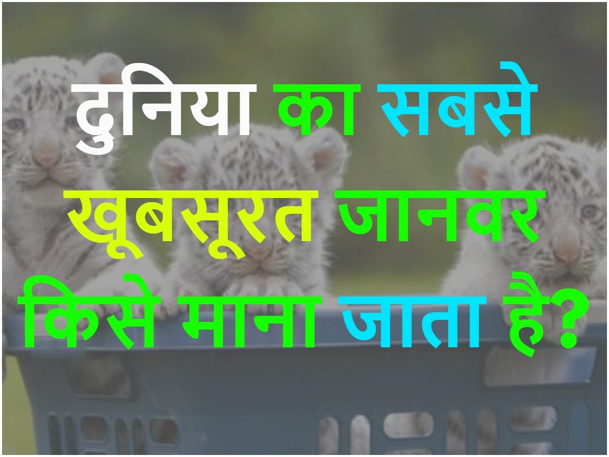 Quiz: दुनिया का सबसे खूबसूरत जानवर किसे माना जाता है?