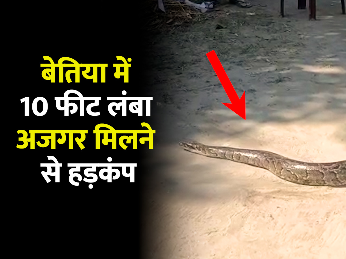 Snake Viral Video Panic after finding 10 feet long python in Bettiah ...