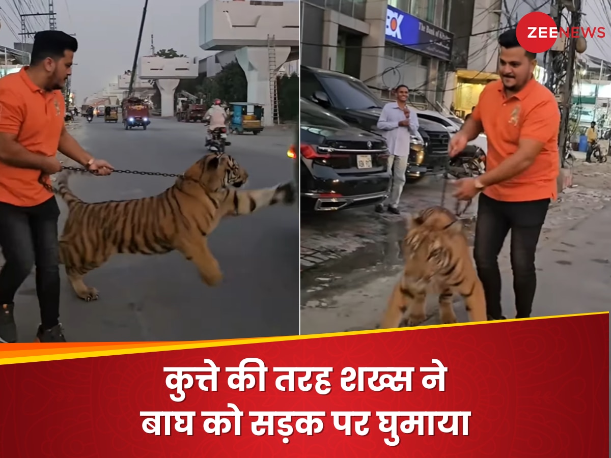कुत्ते की तरह टाइगर के गले में पट्टा बांधकर सड़क पर घुमा रहा था शख्स, Video ने रोंगटे कर दिए खड़े