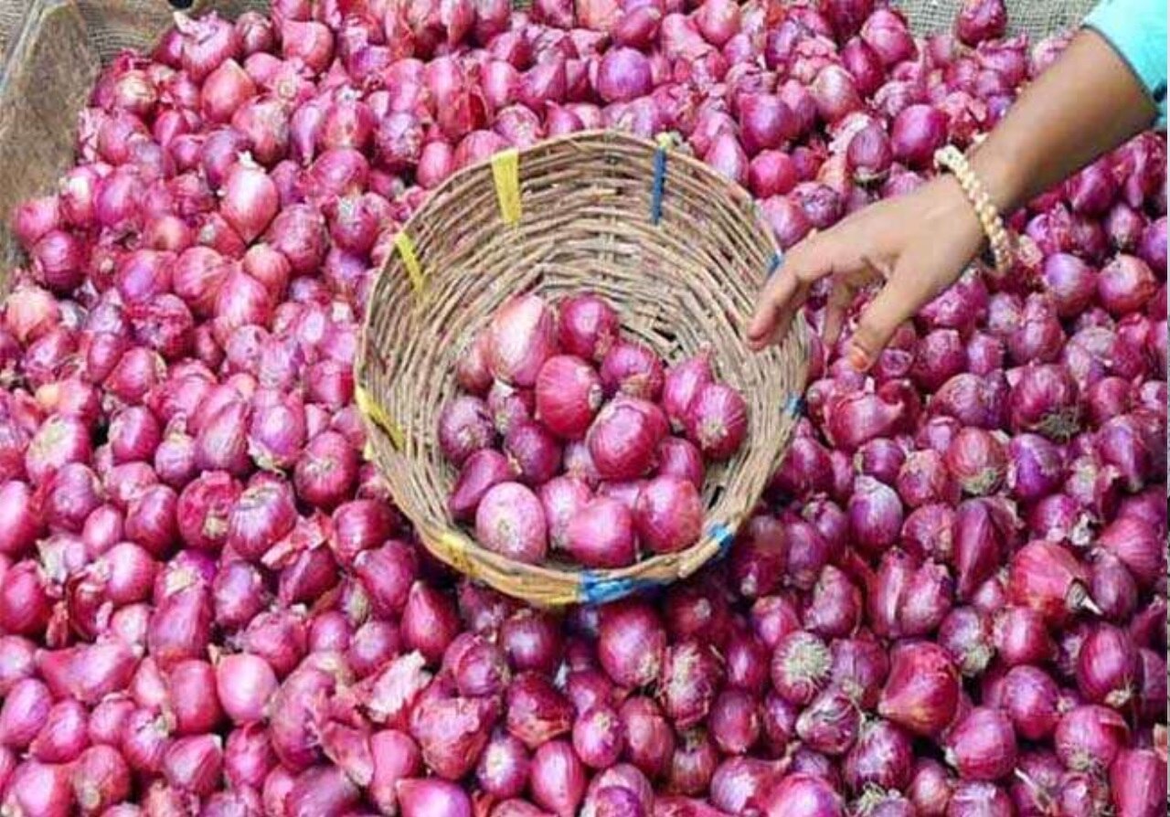 macadamia-nut-plant-macadamia-nut-farming-in-india-why-so