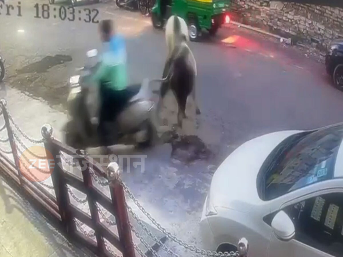 राजस्थान न्यूज: आवारा सांडों का बेकाबू दंगल,कार पर वार.. स्कूटी सवार बाल बाल बचा