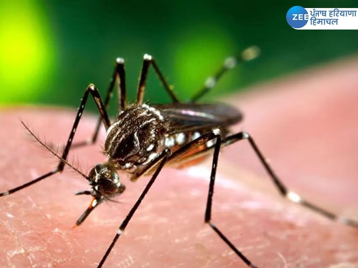 Chandigarh Dengue Cases: ਚੰਡੀਗੜ੍ਹ 'ਚ ਡੇਂਗੂ ਦੇ ਮਰੀਜ਼ਾਂ ਦੀ ਗਿਣਤੀ 250 ਤੋਂ ਪਾਰ, ਹਸਪਤਾਲਾਂ 'ਚ ਲੱਗੀਆਂ ਲੰਬੀਆਂ ਕਤਾਰਾਂ