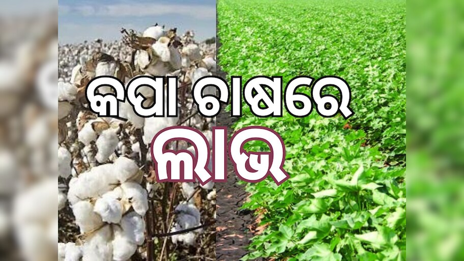Cotton crop: ସଫଳ କପା ଚାଷୀ ଜୟରାମ, ଜାଣନ୍ତୁ କେତେ ମିଳେ ଲାଭ