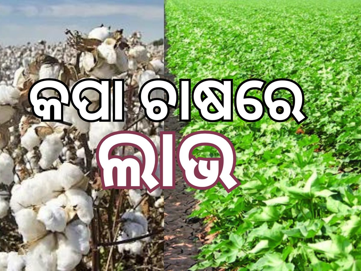 Cotton crop: ସଫଳ କପା ଚାଷୀ ଜୟରାମ, ଜାଣନ୍ତୁ କେତେ ମିଳେ ଲାଭ Cotton crop: ସଫଳ କପା ଚାଷୀ ଜୟରାମ, ଜାଣନ୍ତୁ କେତେ ମିଳେ ଲାଭ