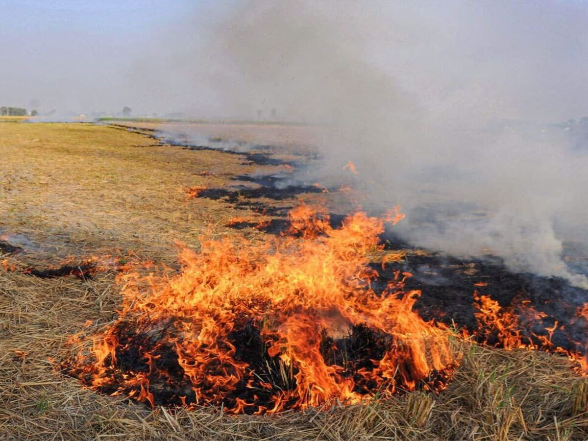 Punjab Stubble Burning: ପଞ୍ଜାବରେ ବନ୍ଦ ହେଲା ପୋଡ଼ାଜଳା; ଏଣିକି ପାଳରୁ ରୋଜଗାର କରୁଛନ୍ତି କୃଷକ 