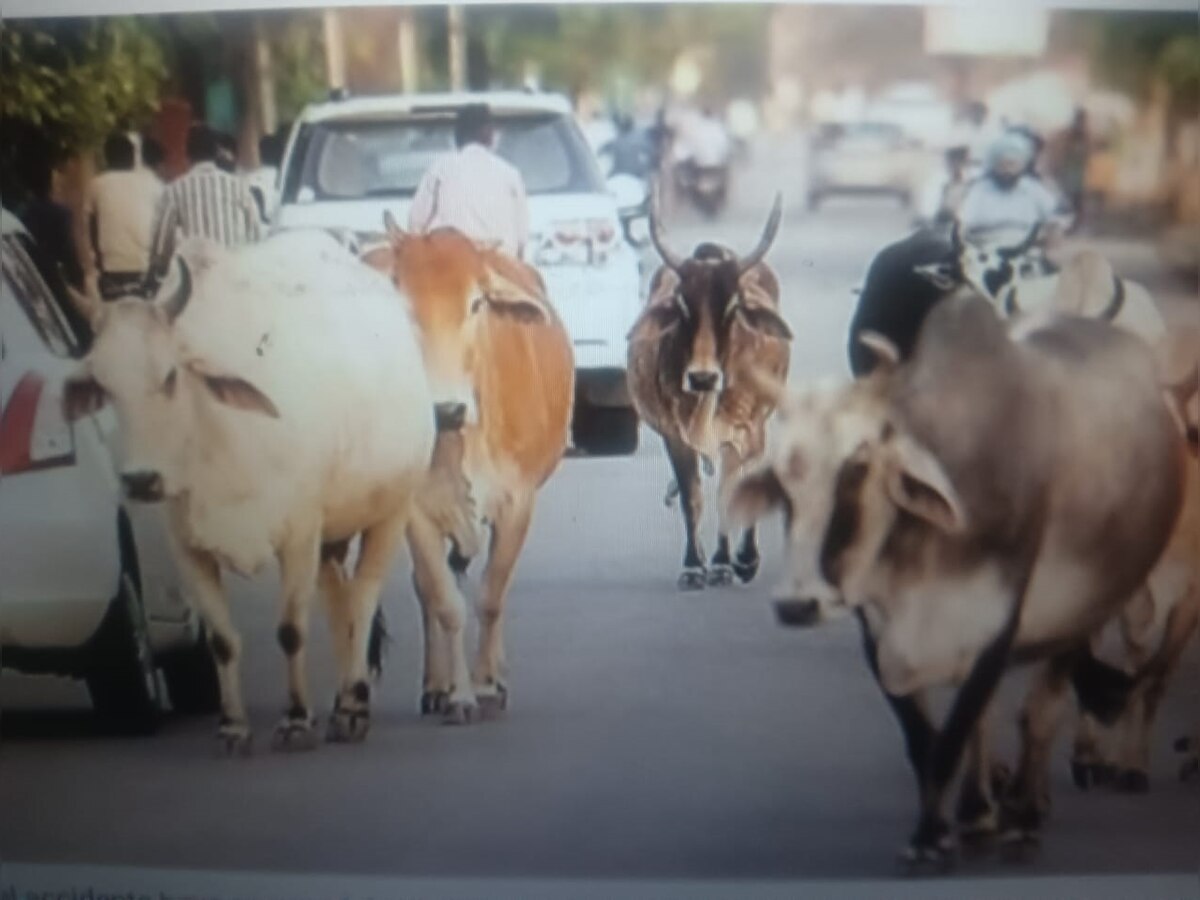 बेसहारा गाय और छुट्टा सांड के लिए योगी सरकार शुरू करेगी खास मुहिम, बनेंगे नंदी शेड