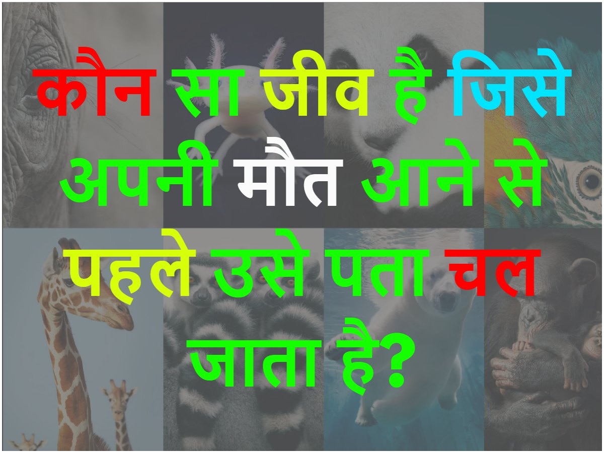 Quiz: कौन सा जीव है जिसे अपनी मौत आने से पहले उसे पता चल जाता है?