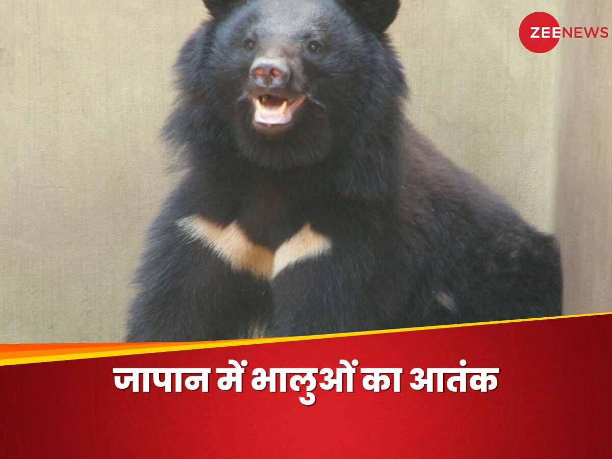 Bears Attack : भालुओं के हमले से इस देश की सरकार भी डरी, घंटी, सीटी और रेडियो की बढ़ गई बिक्री