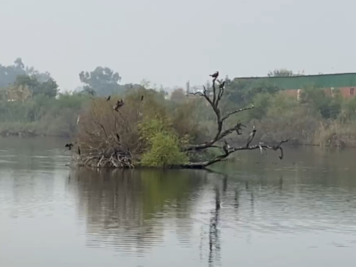 migratory birds reached delhi jagatpur biodiversity park siberian China