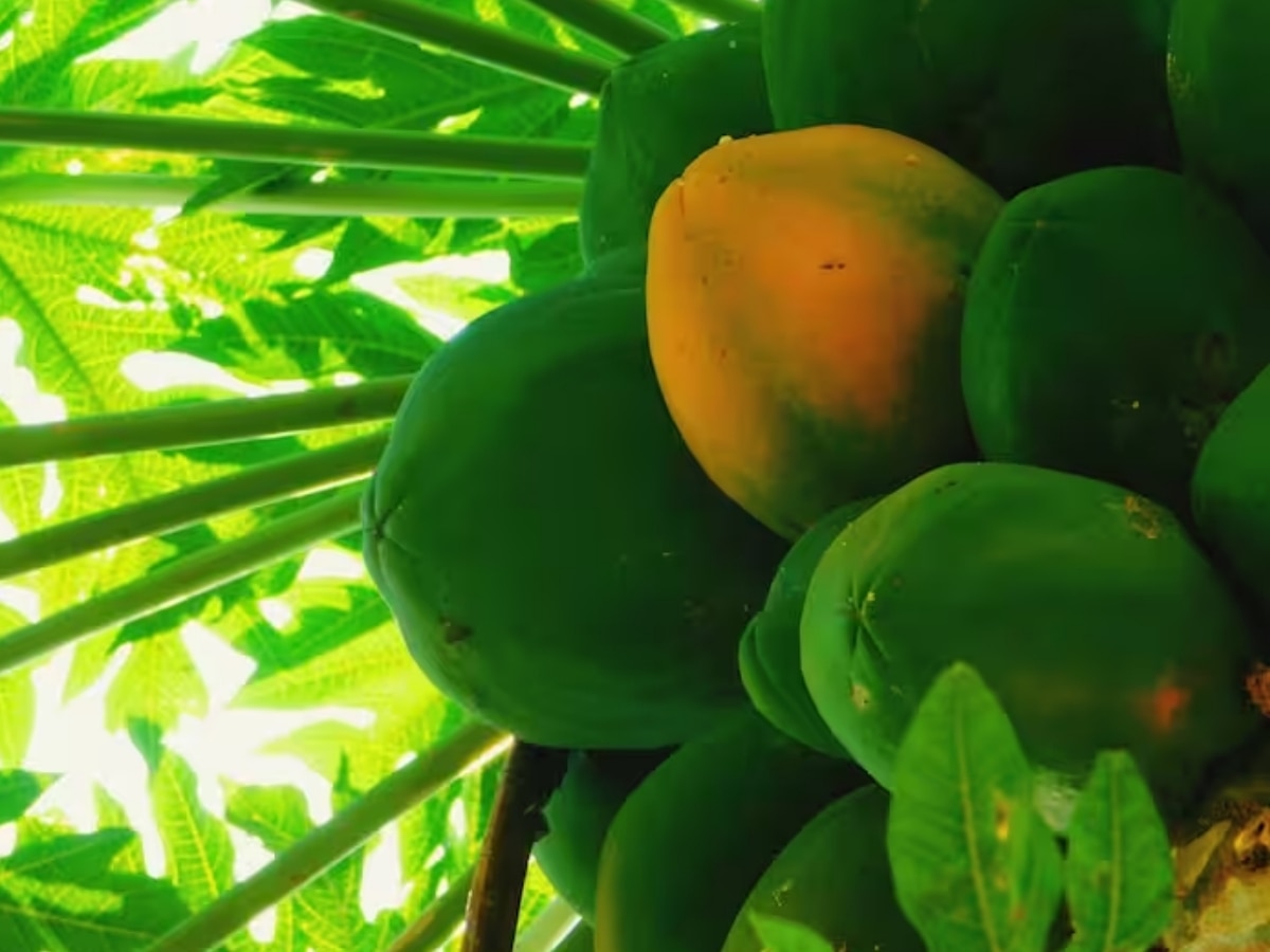 Raw Papaya Benefits क्या आप जानते हैं कच्चे पपीते के 6 नायाब फायदे