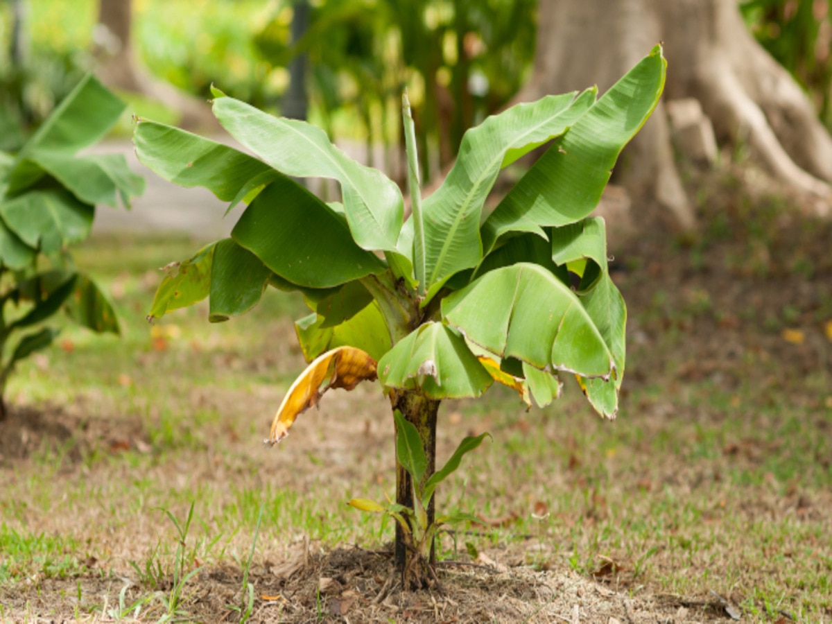 banana tree root upay