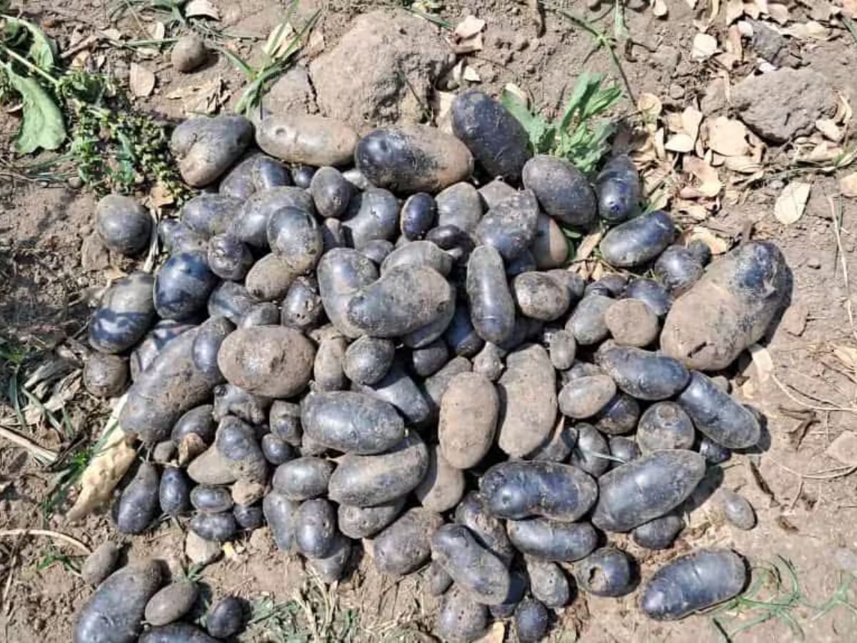 Black Potato Farming: କଳା ଆଳୁ ଚାଷ କୃଷକଙ୍କୁ ଦେଉଛି ଲାଭ