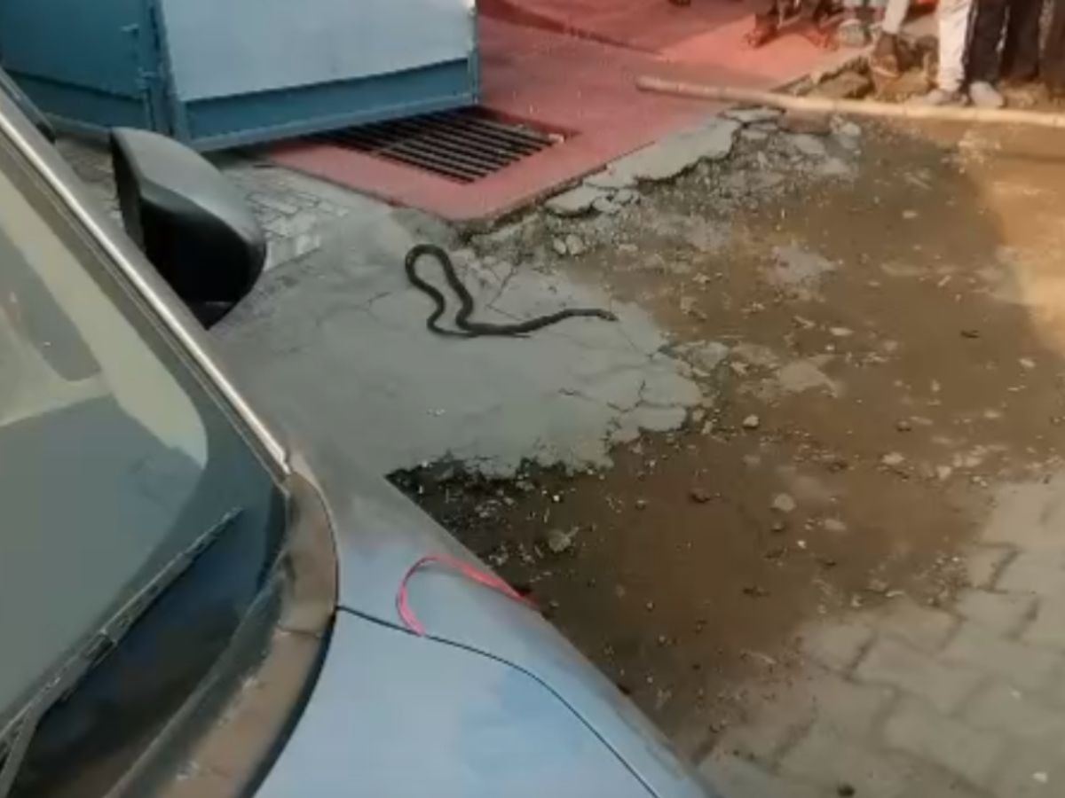 snake post mortem  Budaun Uttar Pradesh