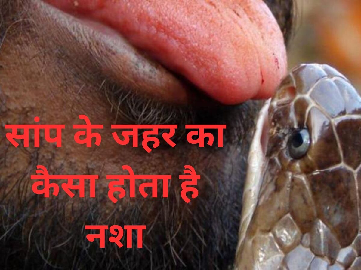 snake bite elevish yadav