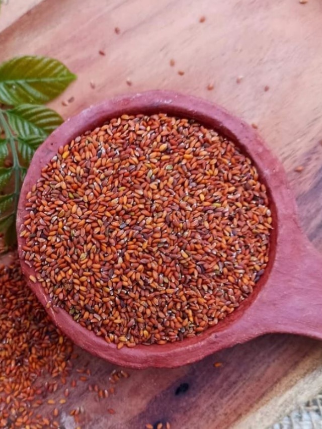 What Is Garden Cress Seeds In Hindi | Fasci Garden