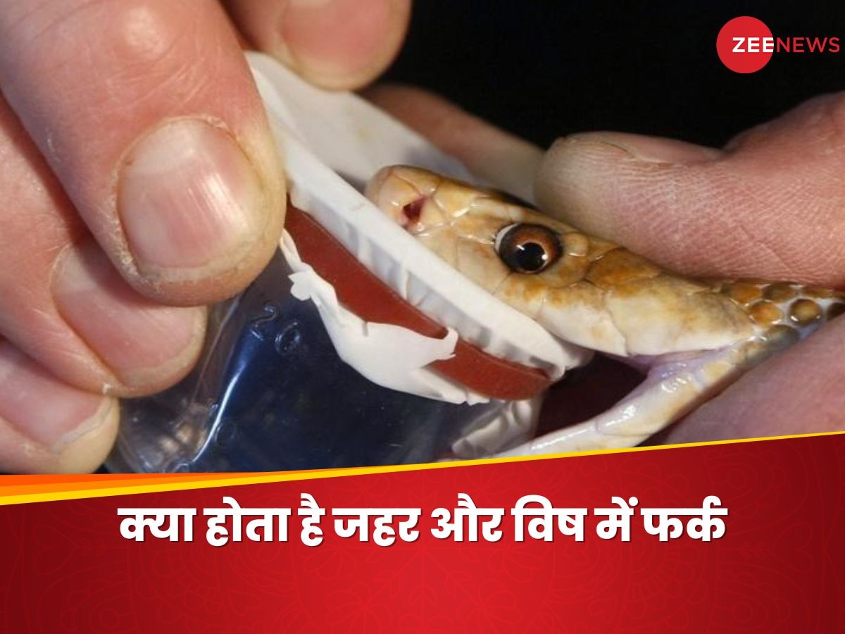 Snake venom: एल्विश यादव केस के बीच समझें क्या होता है जहर और विष में फर्क