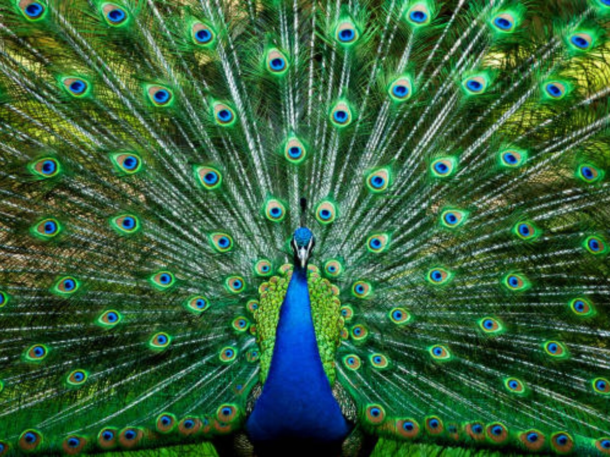 Peacock Feathers: रेल की रफ्तार से दौड़ेगा आपका कारोबार, एक मोर का पंख बदल देगा दुकान से लेकर घर की किस्मत 