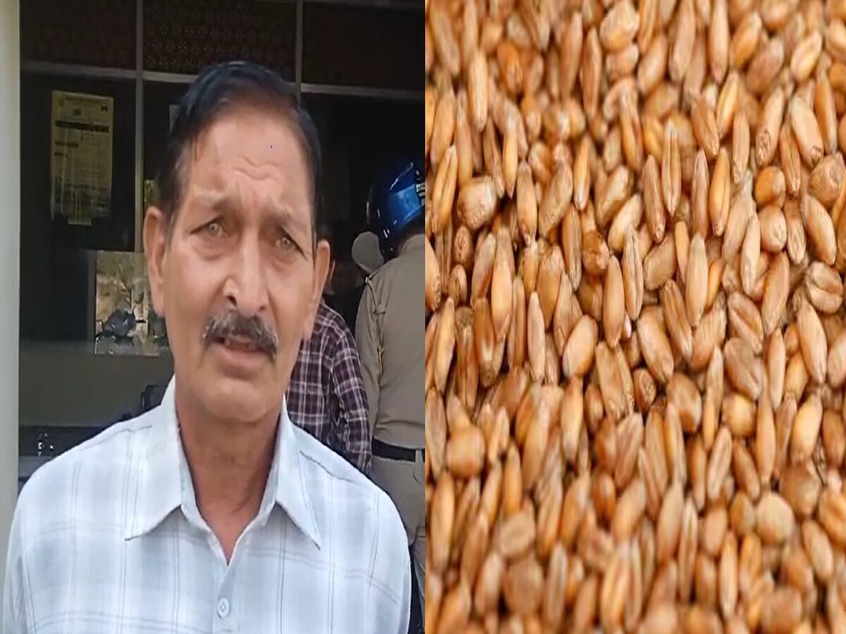 Himachal Pradesh News: बिलासपुर में किसानों को नहीं मिल पा रहे गेहूं के बीज, बढ़ सकती है मुसीबत