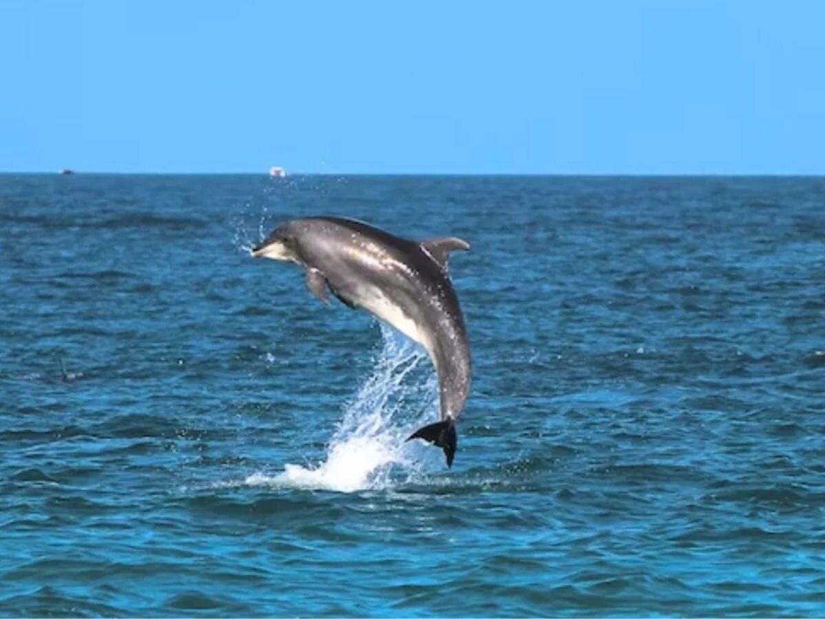 gangetic dolphin