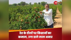 रेगिस्तान में शख्स ने उगाया अनार, जानें राजस्थान के किसानों ने कैसे बनाया सोना