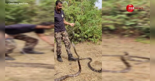 catching king cobra snake becomes a problem for rescuers size will give ...