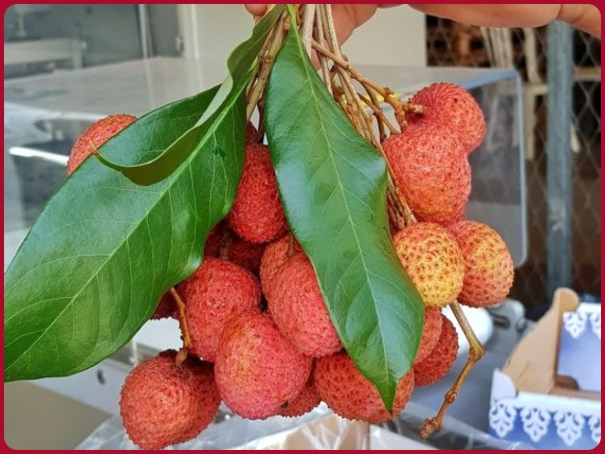 Knowledge Summer Fruit Lychee Is Not An Indian Fruit Know Which Country Litchi Belongs To 3573