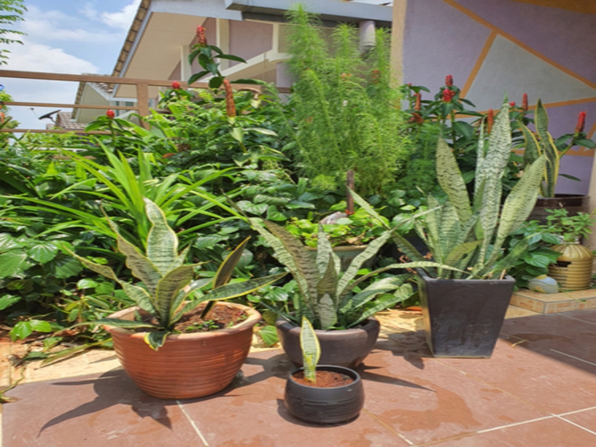 Vastu Tips: दिवाली के मौके पर ये पौधे चमका सकते हैं आपकी किस्मत, होगा धन लाभ