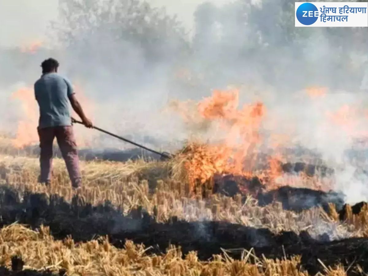 NGT News: ਨੈਸ਼ਨਲ ਗ੍ਰੀਨ ਟ੍ਰਿਬਿਊਨਲ ਨੇ ਪੰਜਾਬ ਸਰਕਾਰ ਨੂੰ ਪਰਾਲੀ ਸਾੜਨ ਦੇ ਮਾਮਲੇ ਰੋਕਣ ਦੀ ਦਿੱਤੀ ਹਦਾਇਤ