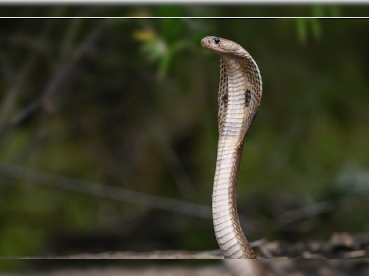 Snake Venom: କାହିଁକି ସାପ ବିଷରେ ଥାଏ ଅଧିକ ନିଶା, ସପ୍ଲାଏ କରିଲେ ଭୋଗିବାକୁ ପଡେ କେଉଁ ଦଣ୍ଡ?