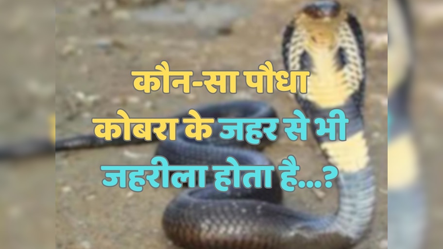 Trending Quiz : कौन-सा पौधा कोबरा के जहर से भी जहरीला होता है?
