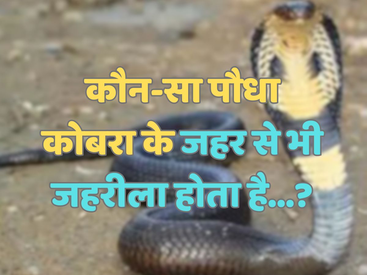 Trending Quiz : कौन-सा पौधा कोबरा के जहर से भी जहरीला होता है? Trending Quiz : कौन-सा पौधा कोबरा के जहर से भी जहरीला होता है?