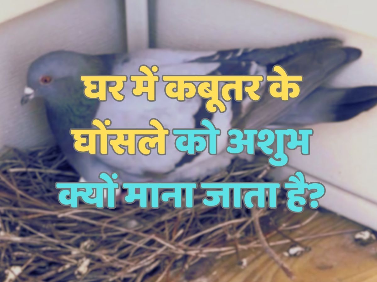 Trending Quiz : घर में कबूतर के घोंसले को अशुभ क्यों माना जाता है?