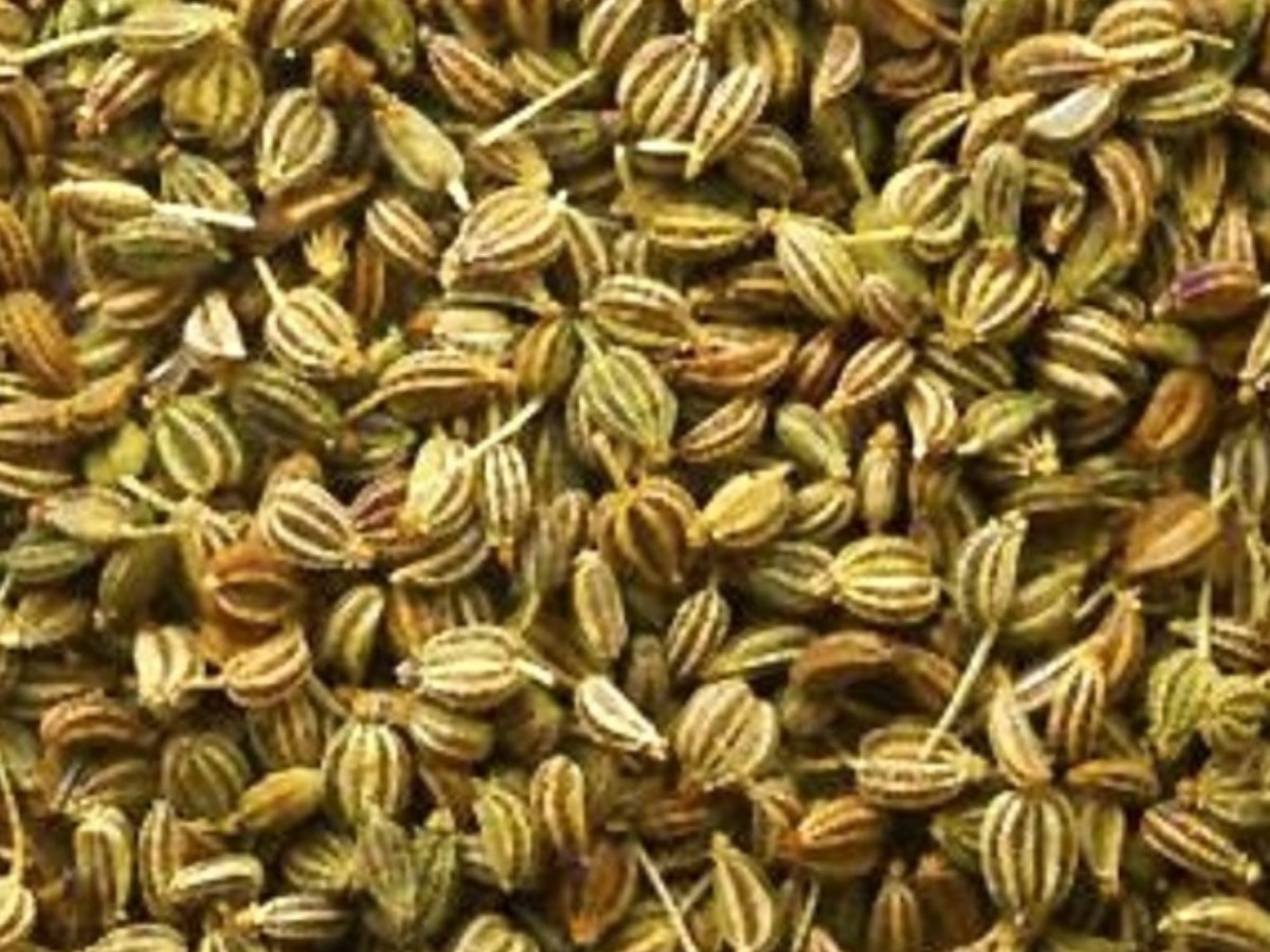 carom seeds health benefits for ajwain ke faayde in hindi Ajwain