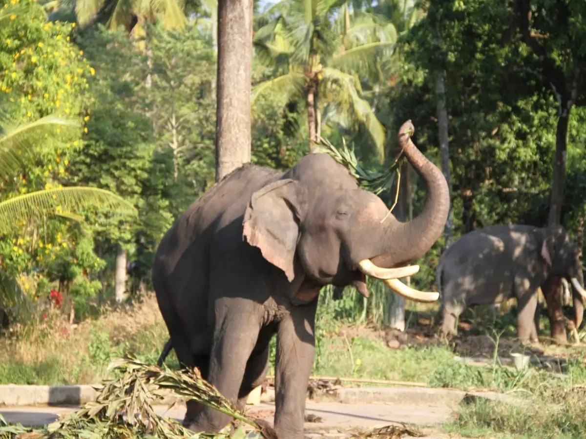 Kerala Elephant News: ମନ୍ଦିର ଯାଇଥିବା ହାତୀ ଆକ୍ରମଣରେ ମାହୁନ୍ତ ମୃତ 