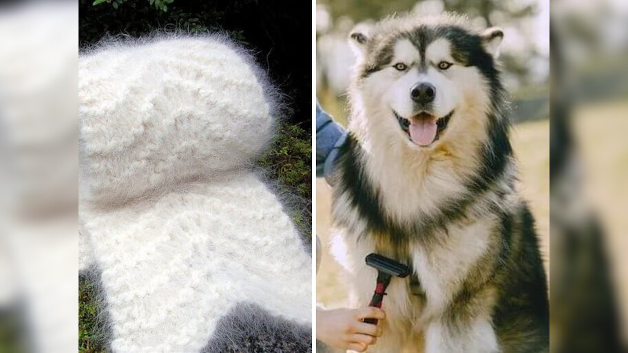 Chiengora wool clothes made from dog hair are beneficial for arthritis ...