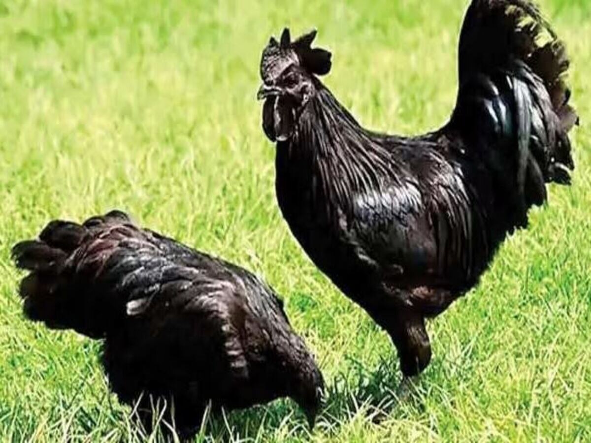 Kadaknath Chicken Price: ନିର୍ବାଚନ ପୂର୍ବରୁ ବଢିଲା କଡ଼କନାଥ ଚାହିଦା; ଆକାଶ ଛୁଆଁ ହୋଇଛି ଦର  