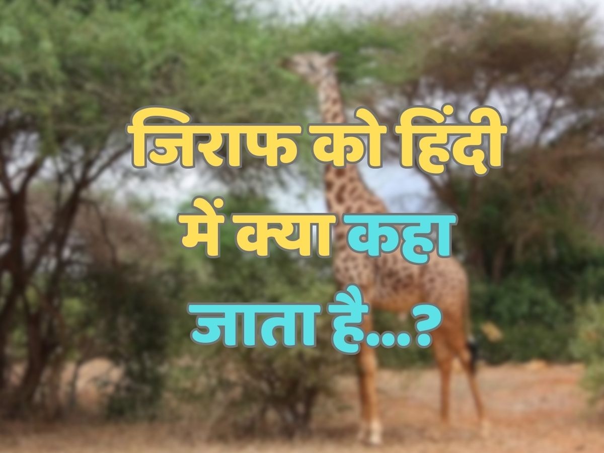 Trending Quiz : जिराफ को हिंदी में क्या कहा जाता है?