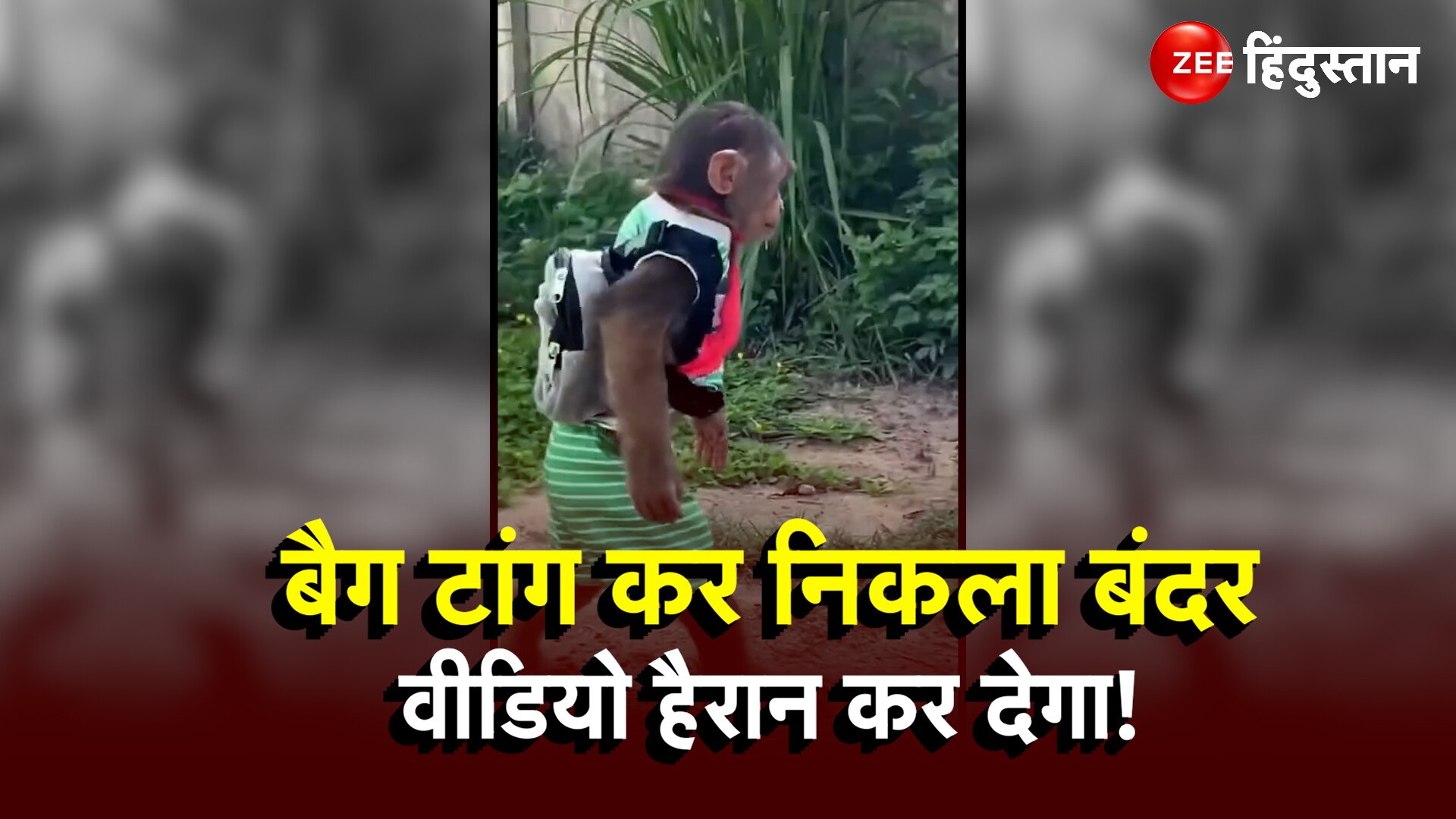 A monkey walks with a bag on shoulder cute video goes viral on social