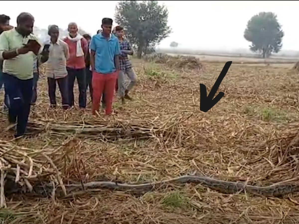 Snake Video Farmers were loading sugarcane in tractor 15 feet long ...
