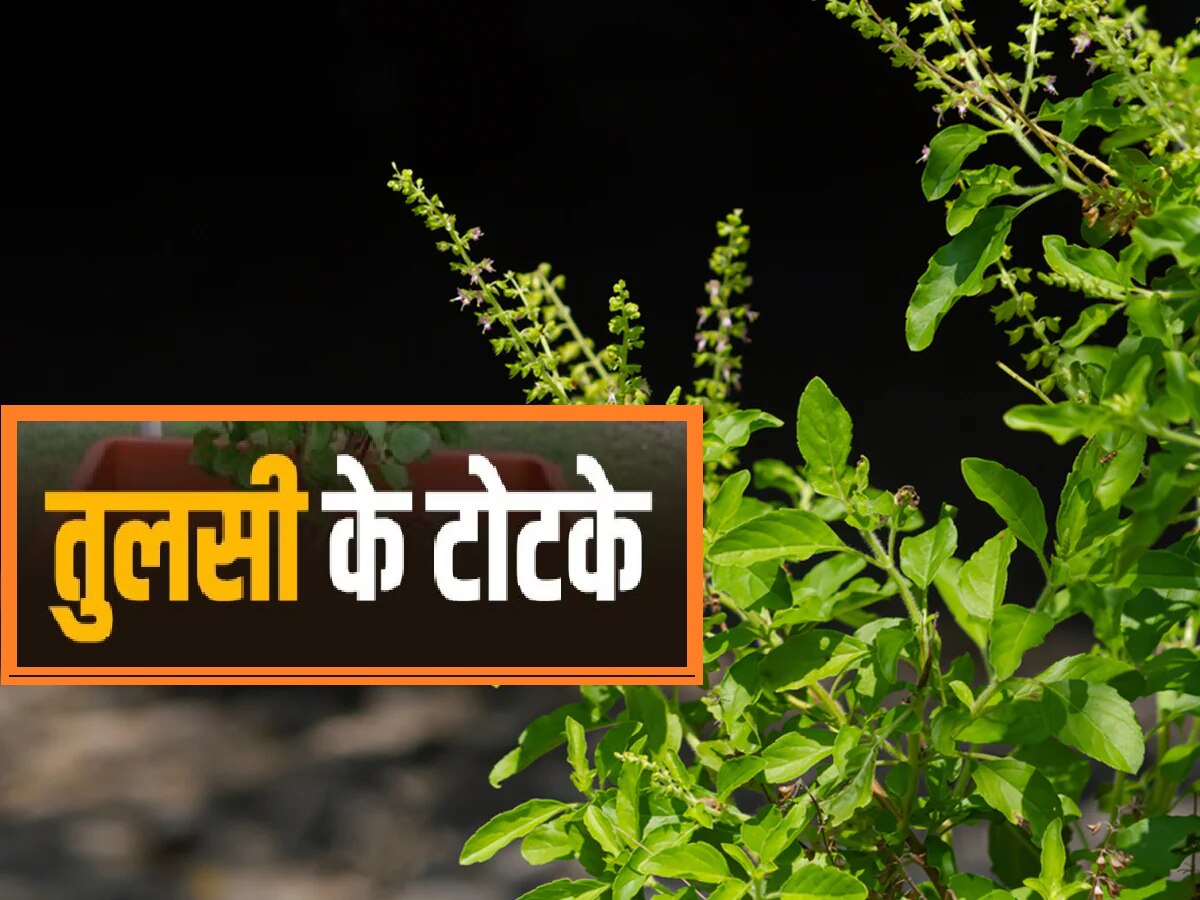 astro tips for tulsi