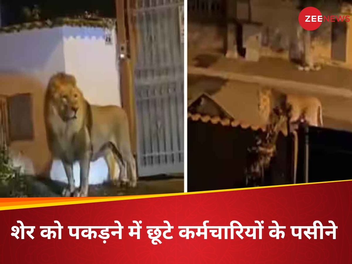 WATCH: सर्कस से निकलकर भागा शेर, गलियों में 7 घंटे आराम से घूमता रहा