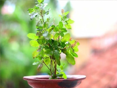 five things not kept near tulsi plant happiness will never come | Vastu  Tips For Tulsi Plant: तुलसी के पास भूलकर भी न रखें ये चीजें, घर में  दरिद्रता का होने लगेगा