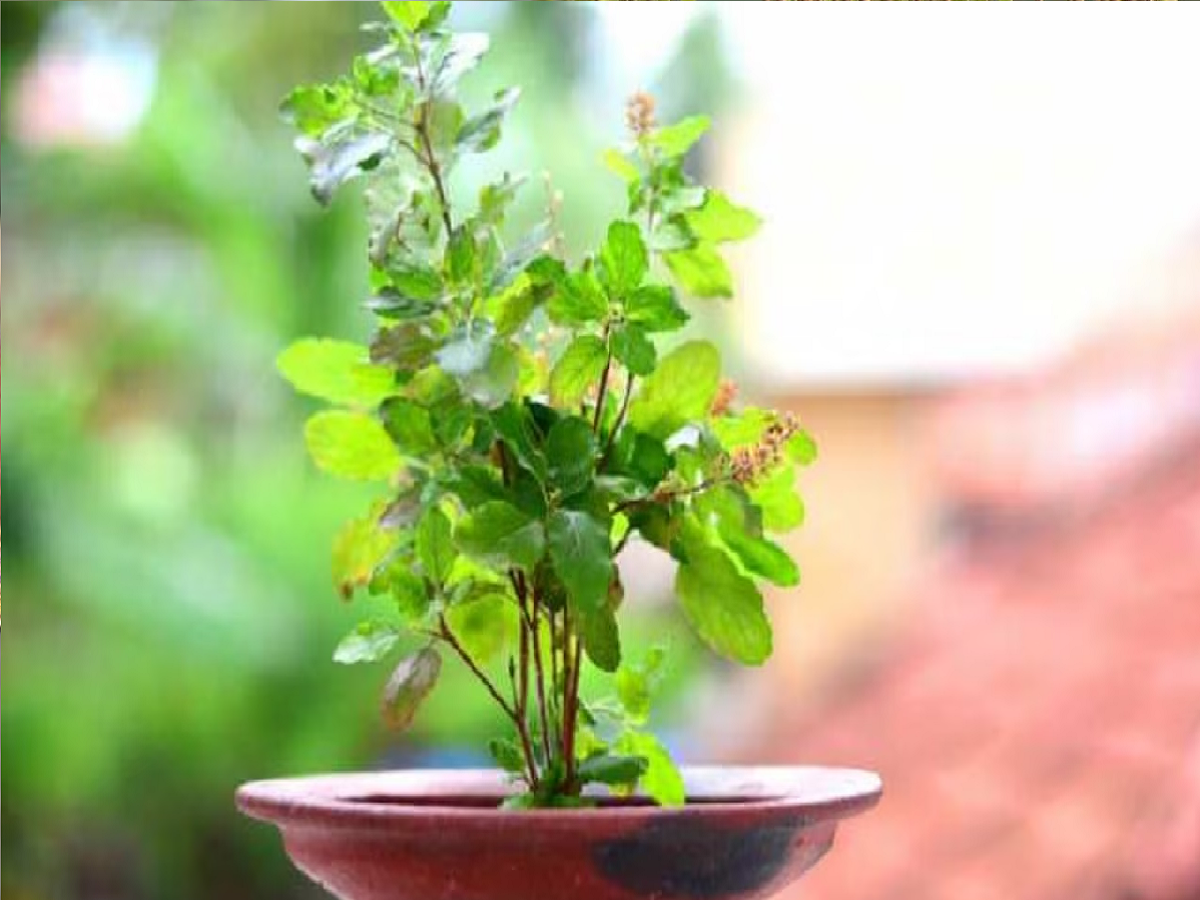 five things not kept near tulsi plant happiness will never come | Vastu Tips For Tulsi Plant: तुलसी के पास भूलकर भी न रखें ये चीजें, घर में दरिद्रता का होने लगेगा