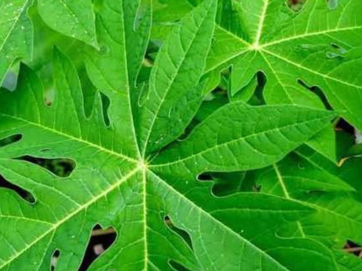 Health Tips benefits of papaya leaf sugar cholesterol diabetes blood