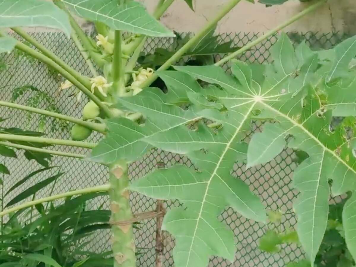 Health Tips benefits of papaya leaf sugar cholesterol diabetes blood