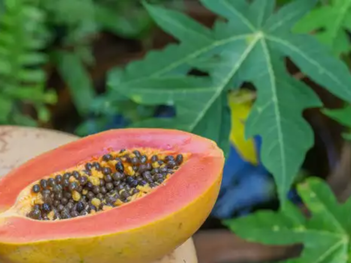 Papaya leaf sales benefits in hindi