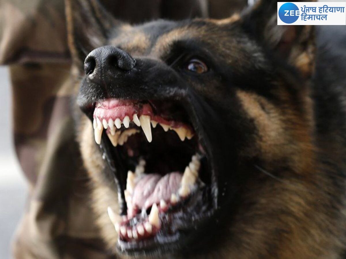 Dog Bite News: ਹੁਣ ਕੁੱਤੇ ਦੇ ਵੱਢਣ 'ਤੇ ਪੰਜਾਬ, ਚੰਡੀਗੜ੍ਹ ਤੇ ਹਰਿਆਣਾ 'ਚ ਮਿਲੇਗਾ ਮੁਆਵਜ਼ਾ