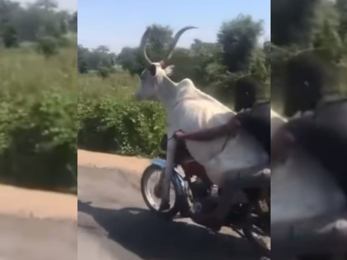 man rides cow on bike watch viral video of instagram | Viral Video ...